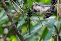 Gynacantha membranalis