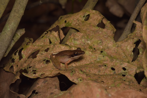 Bijurana nicobariensis