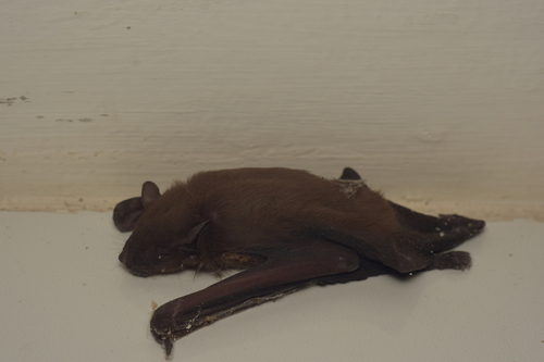 Scotophilus kuhlii