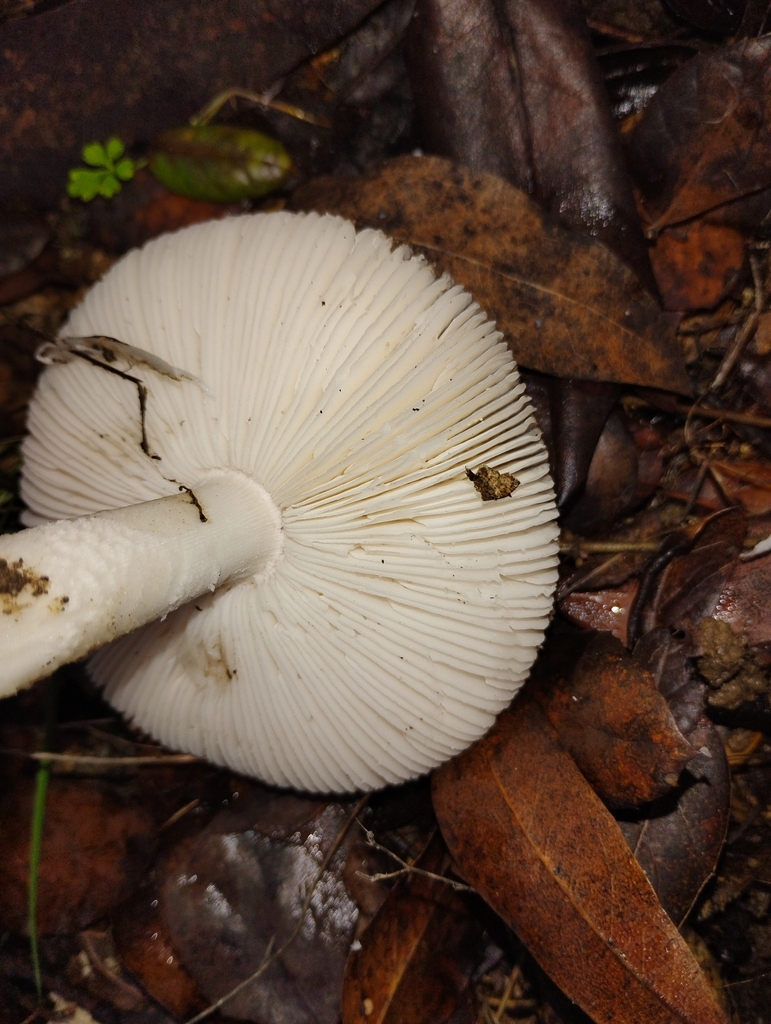 Amanita constricta · December 2025 · photo: © pholroyd (iNaturalist, cc0)