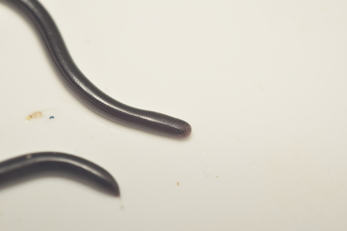 Indotyphlops braminus