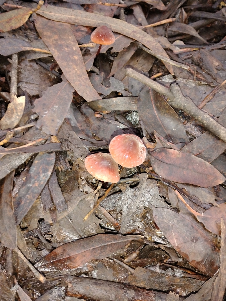 Marasmius plicatulus · December 2025 · photo: © pholroyd (iNaturalist, cc0)