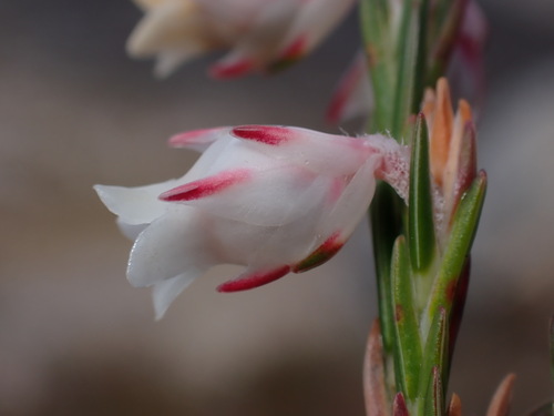 Shiny Urn Heath (Erica dianthifolia)