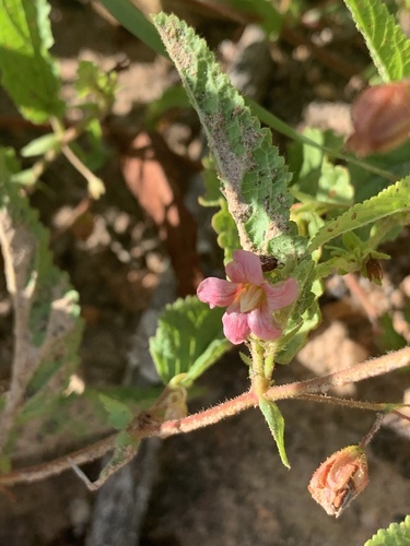 Hermannia stellulata