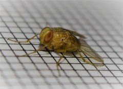 Ormia