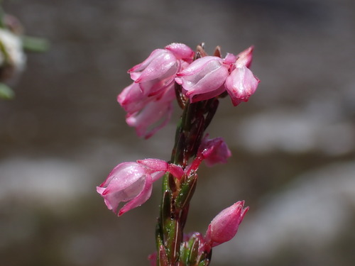 Shortleaf Heath (Erica brevifolia)