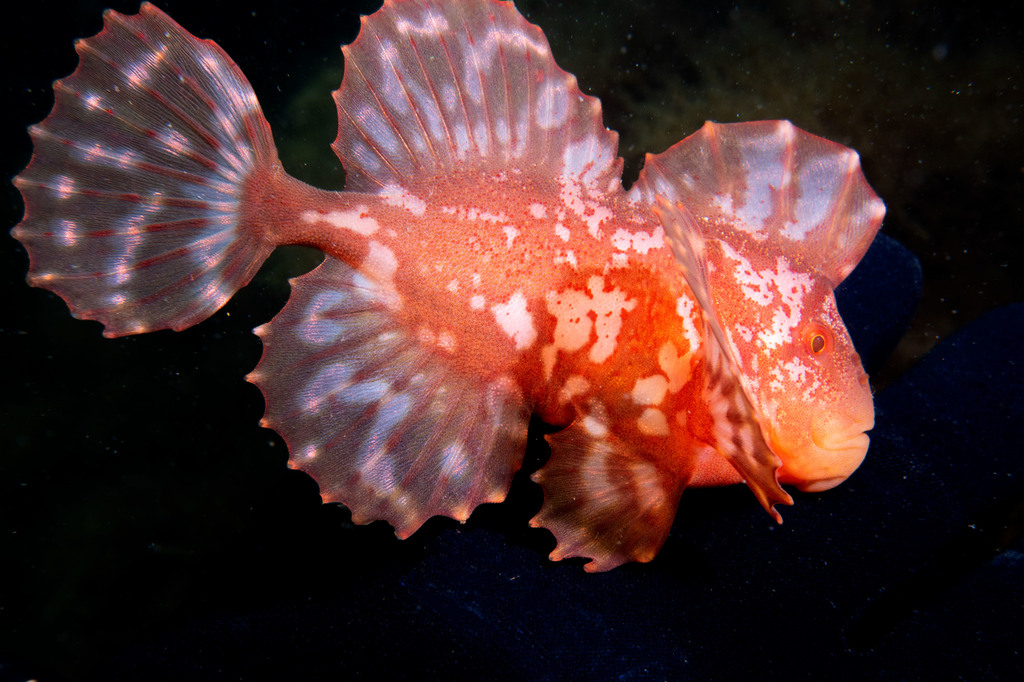 Red velvetfish (Gnathanacanthus goetzeei) — Gnathanacanthidae