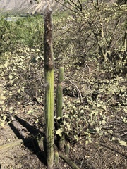 Espostoa blossfeldiorum, photograph (c) Rosario Douglas, some rights reserved (CC BY)