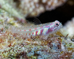 Terry's Dwarfgoby photo 1