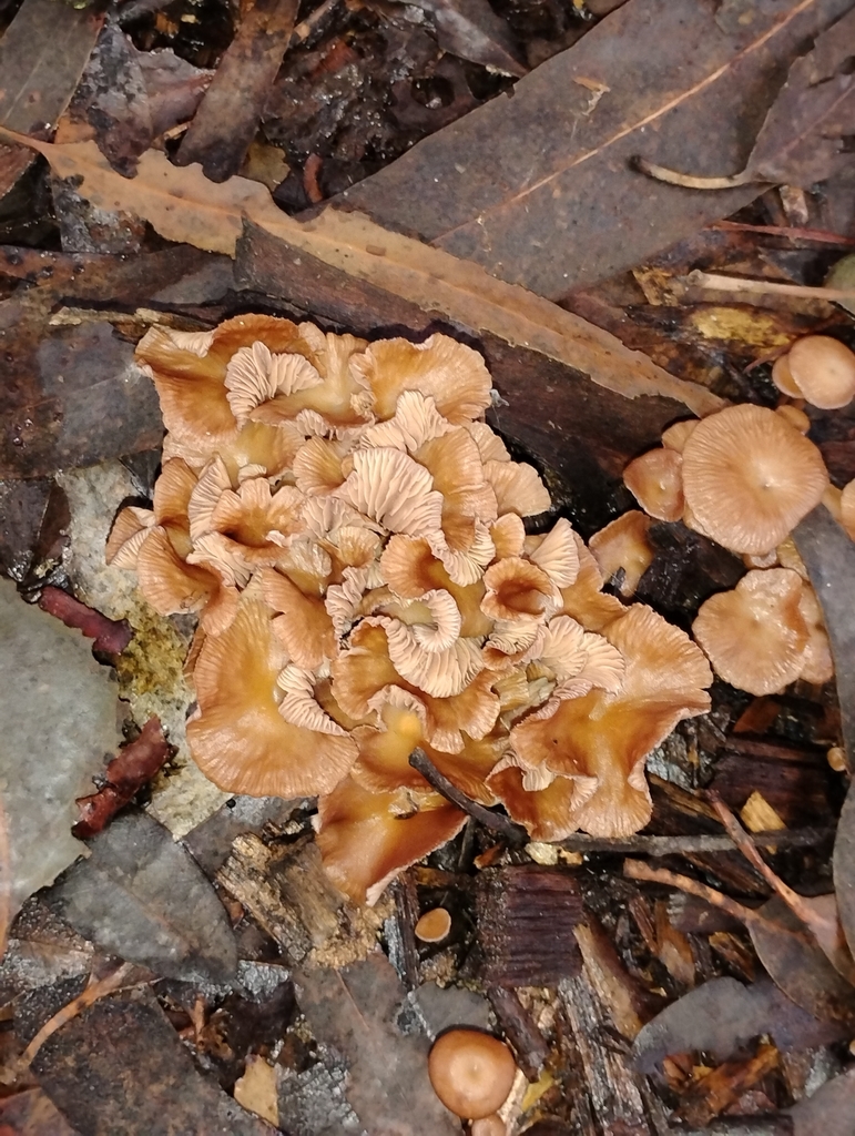 Gymnopus brassicolens · December 2025 · photo: © pholroyd (iNaturalist, cc0)