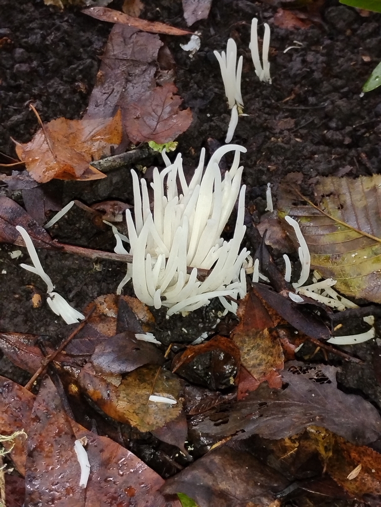 Clavaria fragilis · December 2025 · photo: © pholroyd (iNaturalist, cc0)
