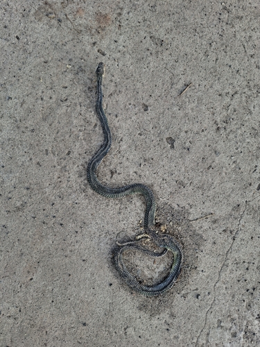 Chrysopelea paradisi