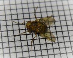 Ormia
