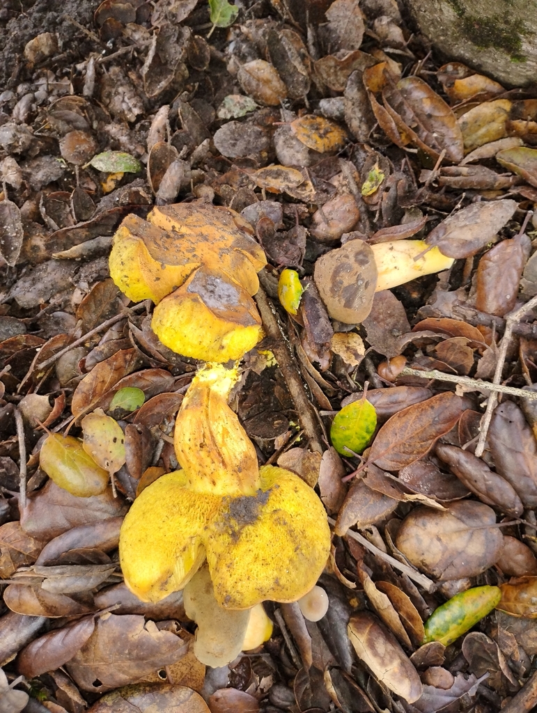 Xerocomus subtomentosus · December 2025 · photo: © pholroyd (iNaturalist, cc0)