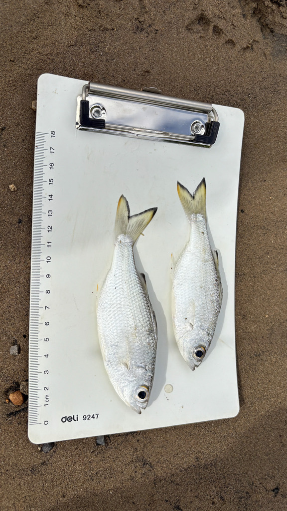 Silver Flagtail (Kuhlia marginata)