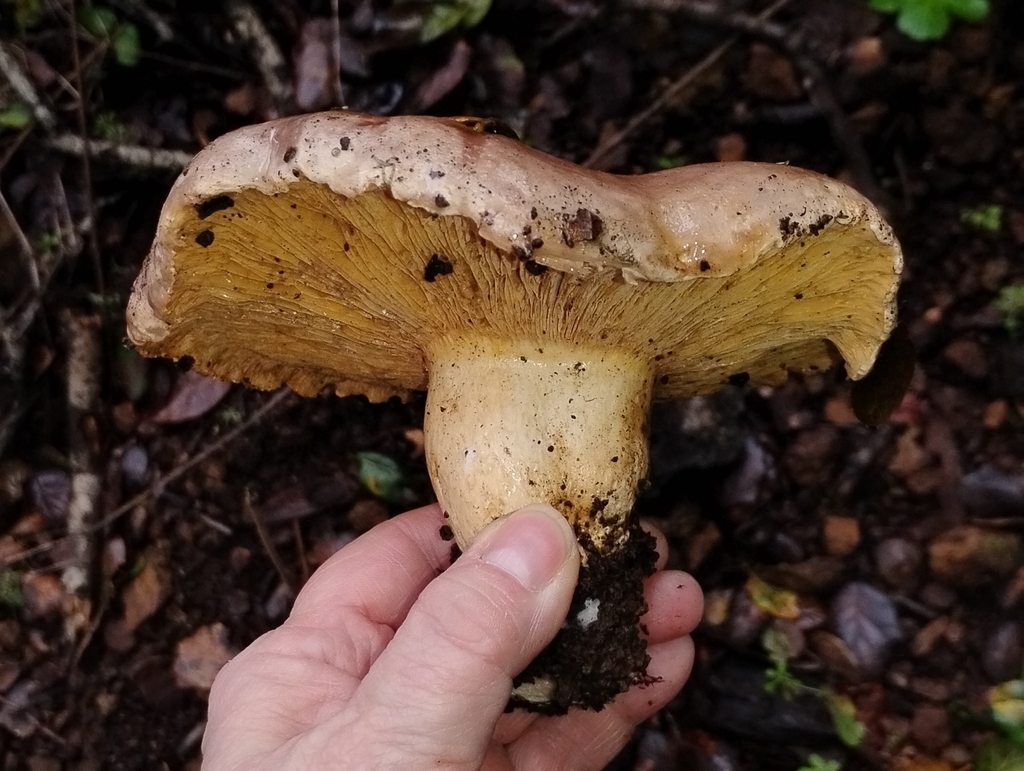 Lactarius argillaceifolius megacarpus · December 2025 · photo: © pholroyd (iNaturalist, cc0)