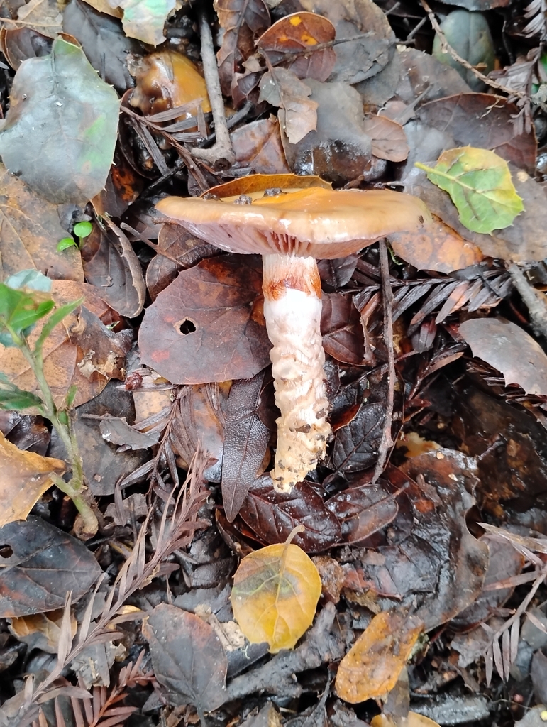 Cortinarius glutinosoarmillatus · December 2025 · photo: © pholroyd (iNaturalist, cc0)