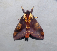 Citheronia phoronea