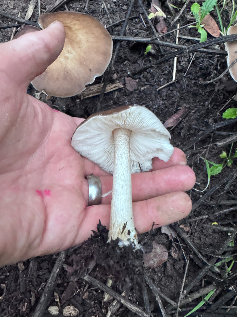 Pluteus exilis · December 2025 · photo: © el-markos (iNaturalist, cc-by)