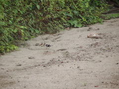 Enicurus schistaceus