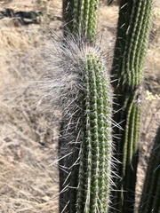 Espostoa blossfeldiorum