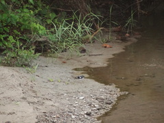 Enicurus schistaceus