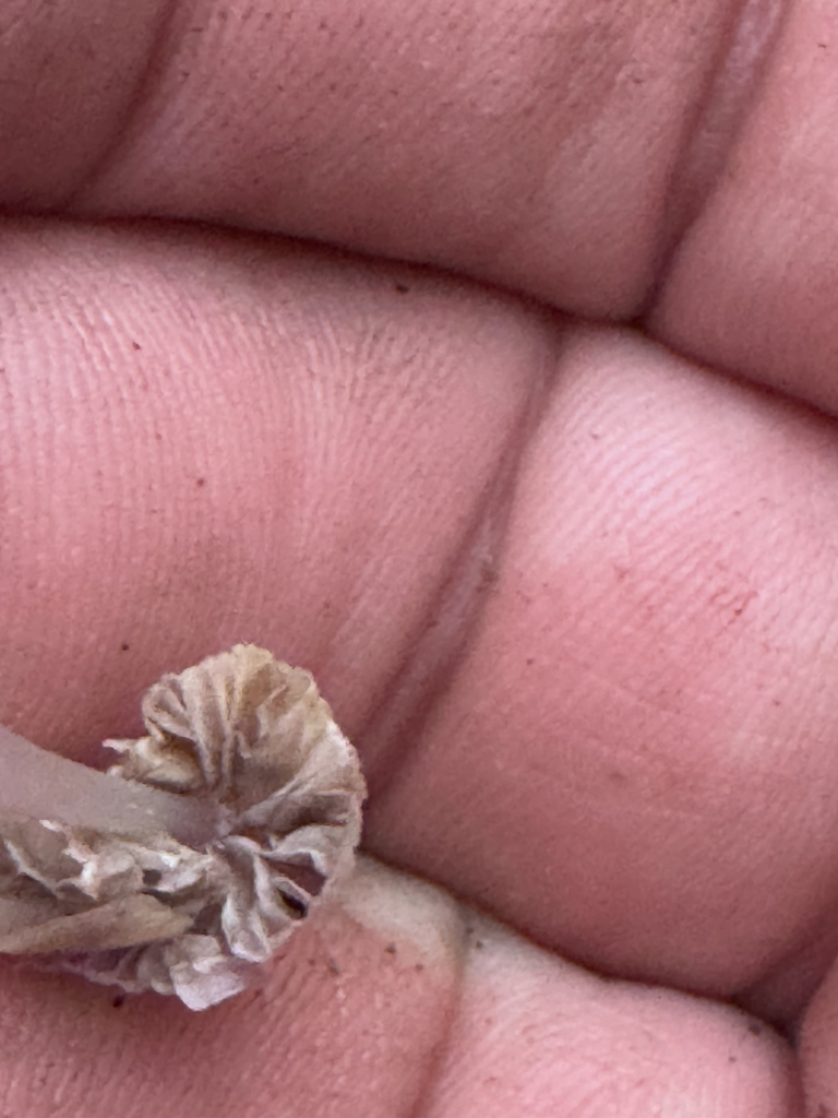 Coprinellus disseminatus · December 2025 · photo: © el-markos (iNaturalist, cc-by)