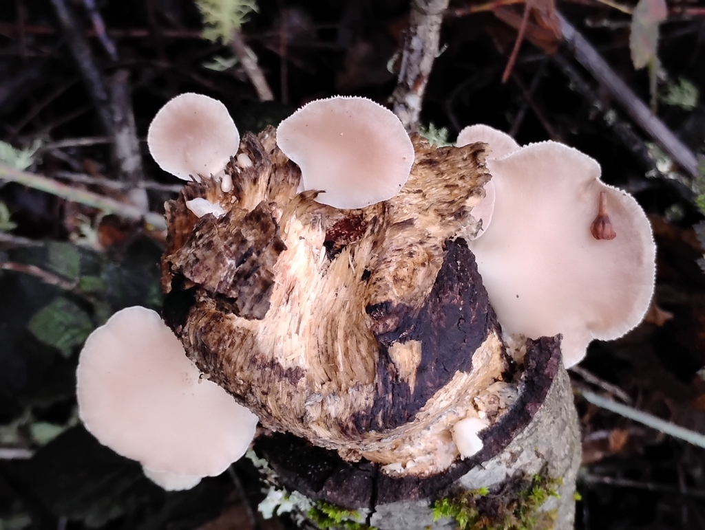 Pleurotus pulmonarius · December 2025 · photo: © pholroyd (iNaturalist, cc0)