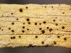 Pyrrhospora quernea