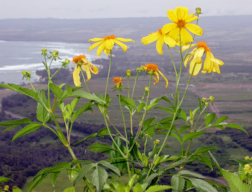 Bidens amplectens observed 2005-03-19