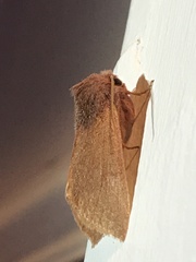 Orthosia mys