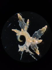 Eubranchus mandapamensis