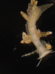 Eubranchus mandapamensis