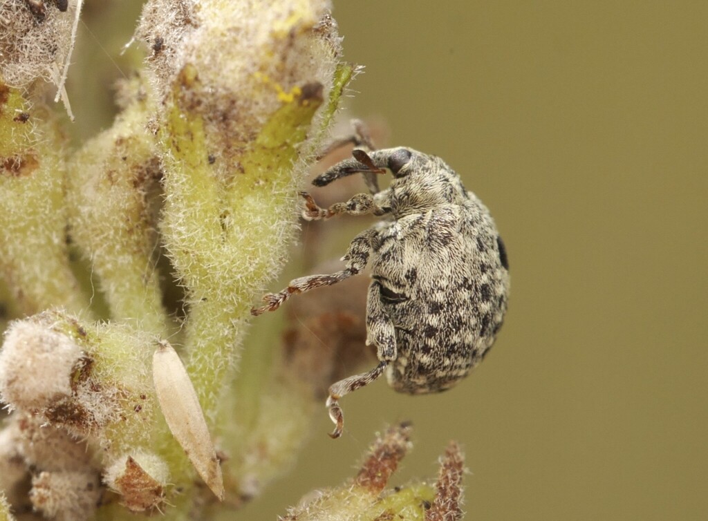 Cionus nigritarsis