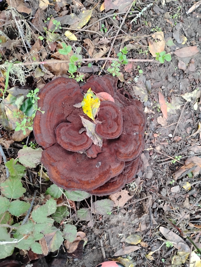 Phaeolus hispidoides · December 2025 · photo: © pholroyd (iNaturalist, cc0)