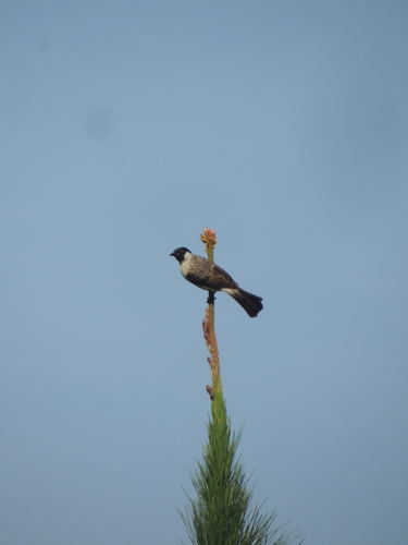 Sooty-headed Bulbul