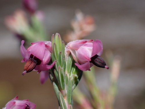 Bonnet Heath (Erica calycina)