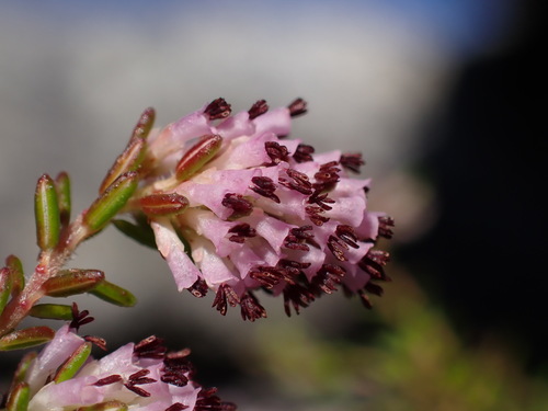 Twofour Heath (Erica benthamiana)