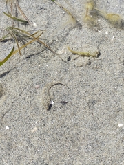 Favonigobius exquisitus