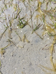 Favonigobius exquisitus
