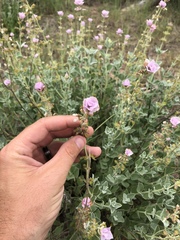 Syncolostemon elliottii