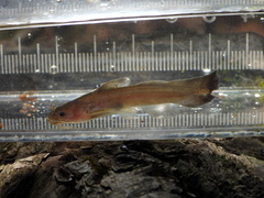 Ouachita Madtom photo 2