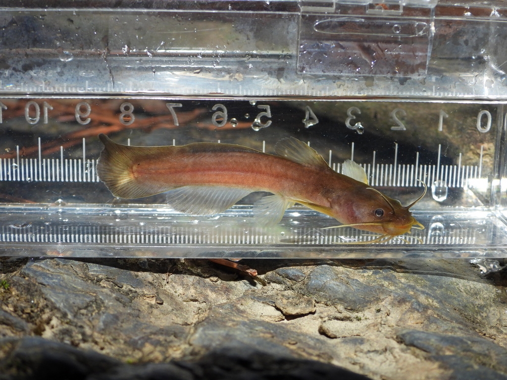 Ouachita Madtom