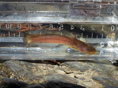 Ouachita Madtom photo 1