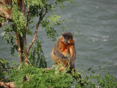 Trachypithecus pileatus
