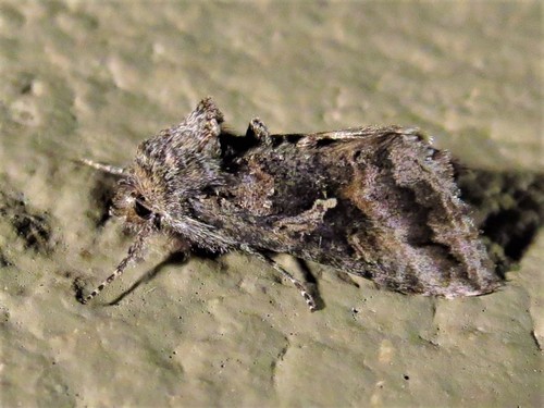 Gray Looper Moth photo 6