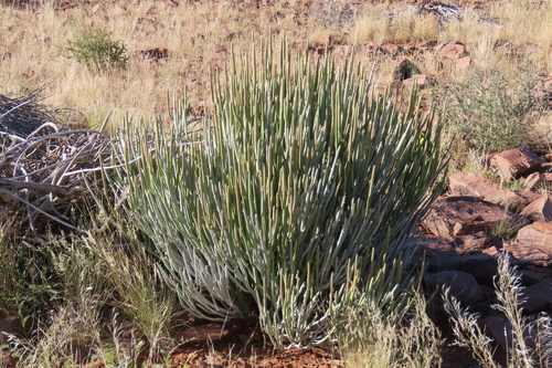 Karas Milkbush (Euphorbia gregaria)