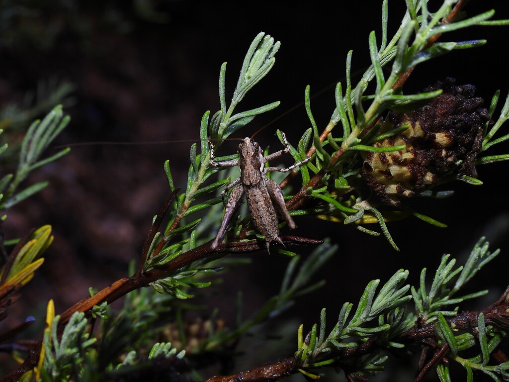 Corsican Bush-cricket