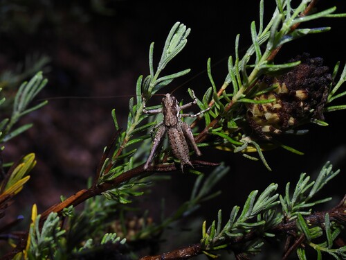 Corsican Bush-cricket