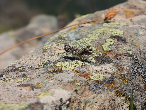 Defaut's Grasshopper